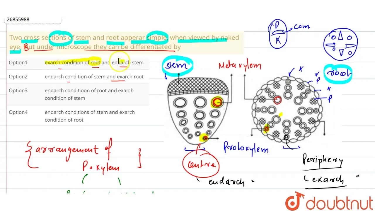 Endarch Condition Of Root And Exarch Condition Of Stem