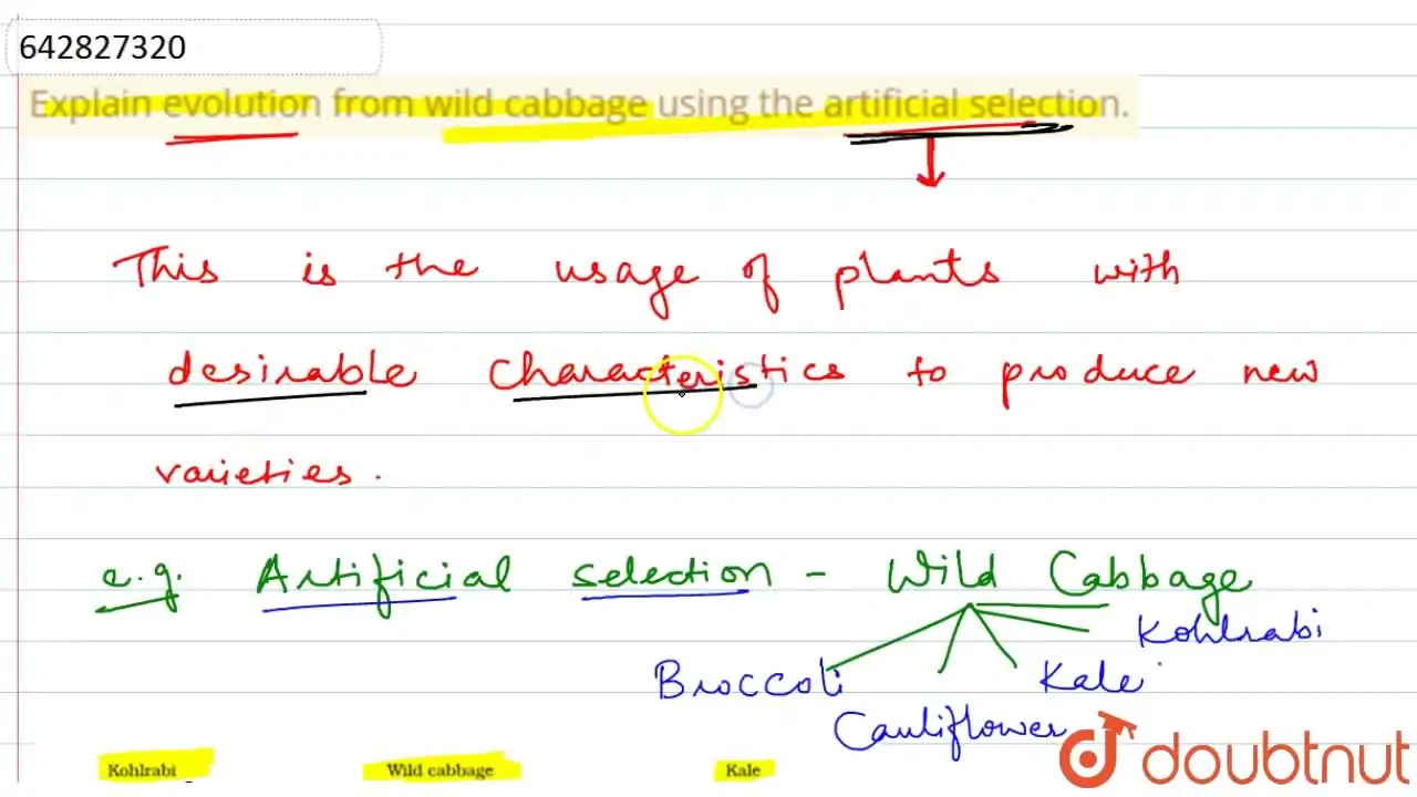 [Gujrati Solution] Explain evolution from wild cabbage using the artif