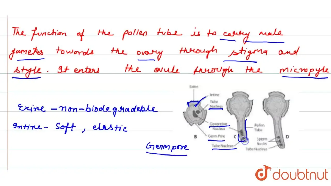 What is the main function of pollen tube? Expalin it with the help of