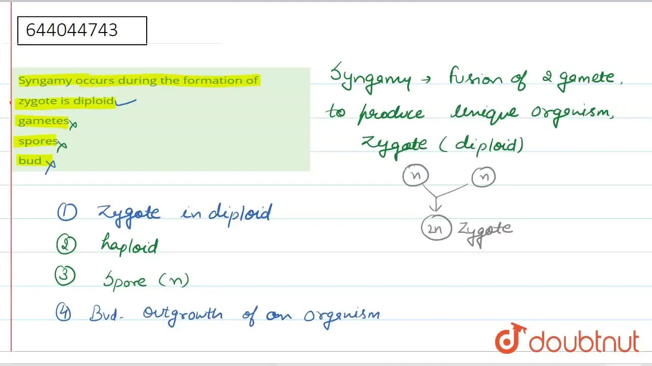 Syngamy occurs during the formation of