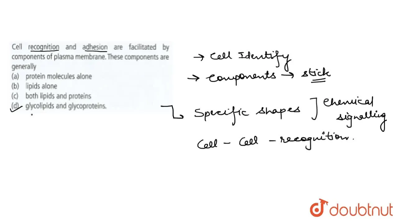 Cell recognition and adhesion are facilitated by components of plasma