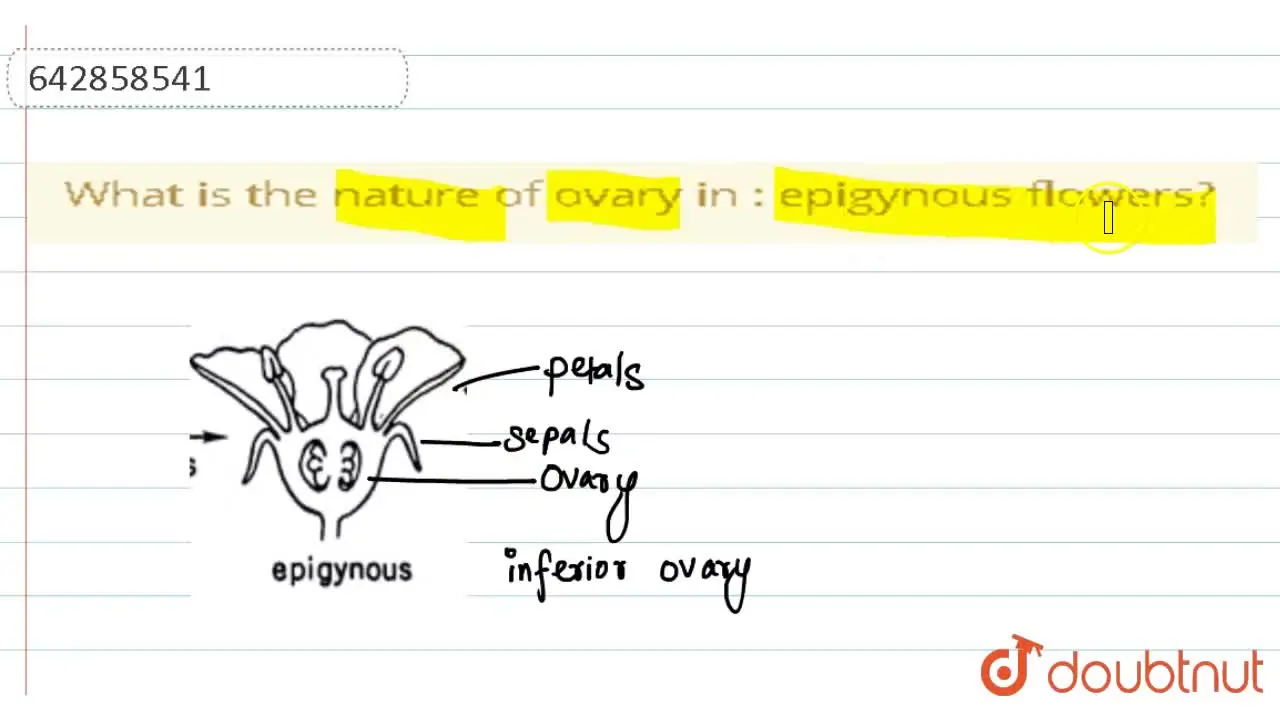 [Assamese Solution] What is the nature of ovary in epigynous flowers