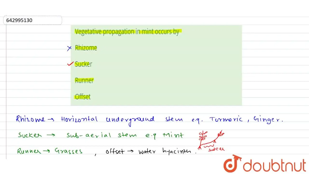 Vegetative propagation in mint occurs by