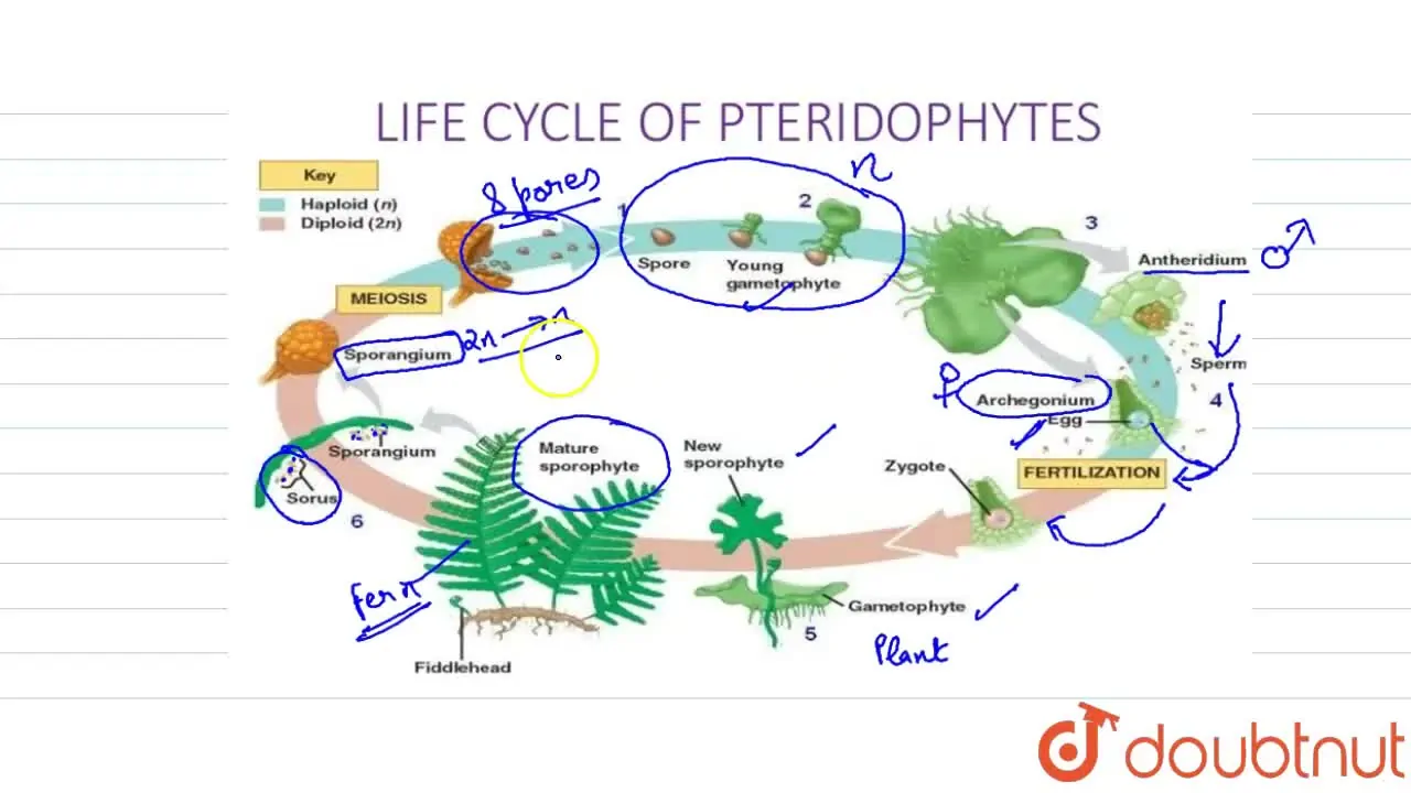 [Punjabi Solution] Name three groups of plants that bear archegonia. B