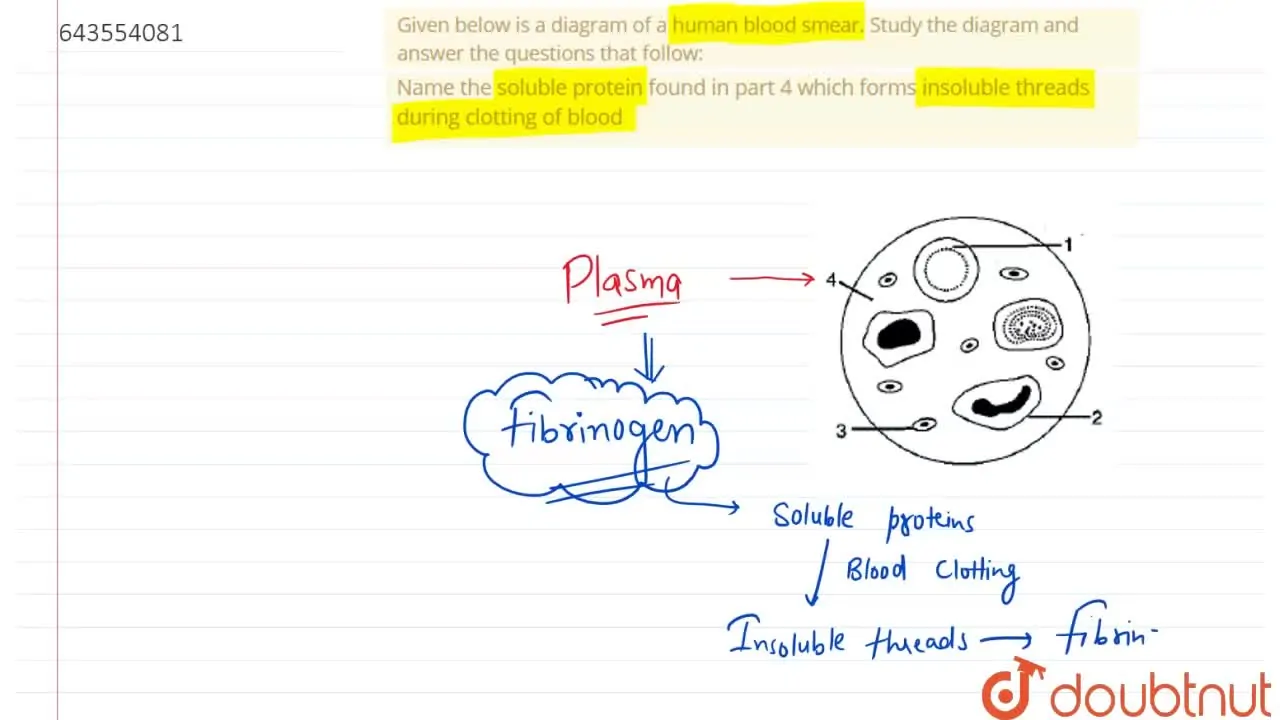 Given below is a diagram of a human blood smear. Study the diagram and