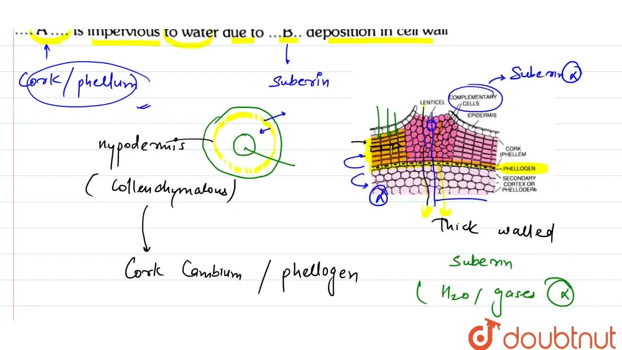(A) is impervious to water due to (B) deposition in cell wall