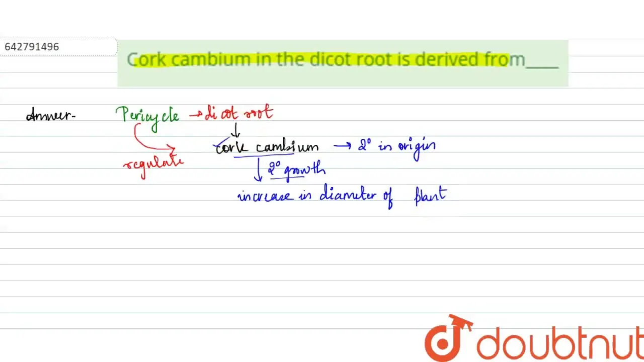 [Odia Solution] Cork cambium in the dicot root is derived from