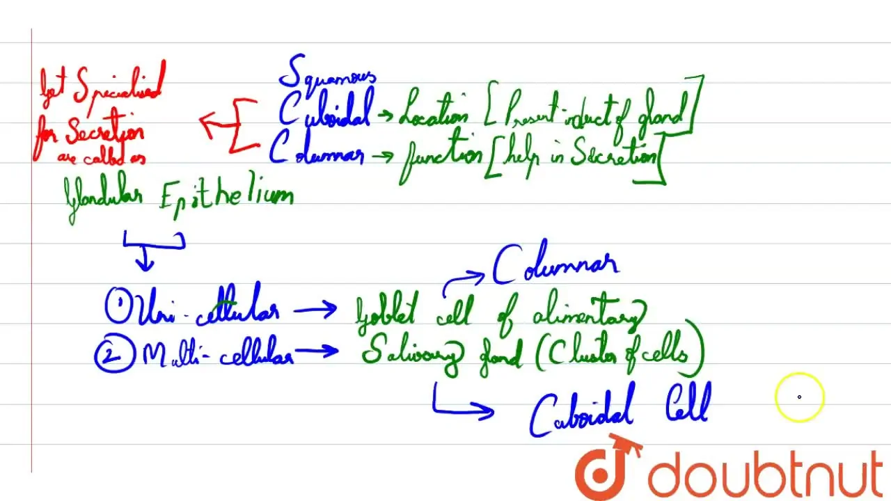 [Tamil Solution] What is glandular epithelium?