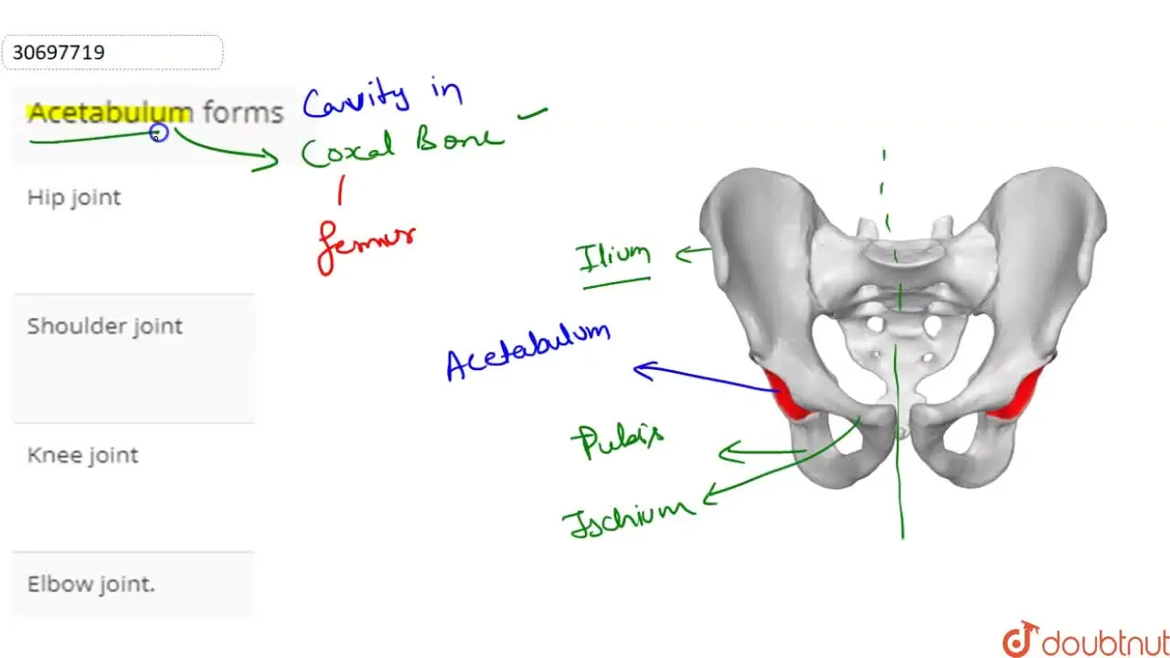 Acetabulum Forms