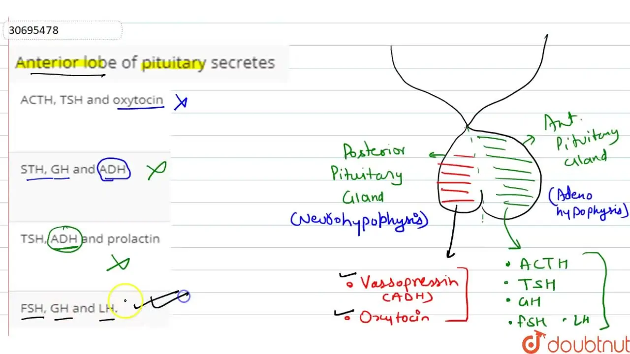 Anterior lobe of pituitary secretes