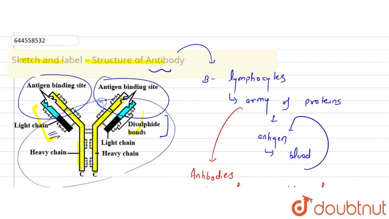 Sketch and label Structure of Antibody
