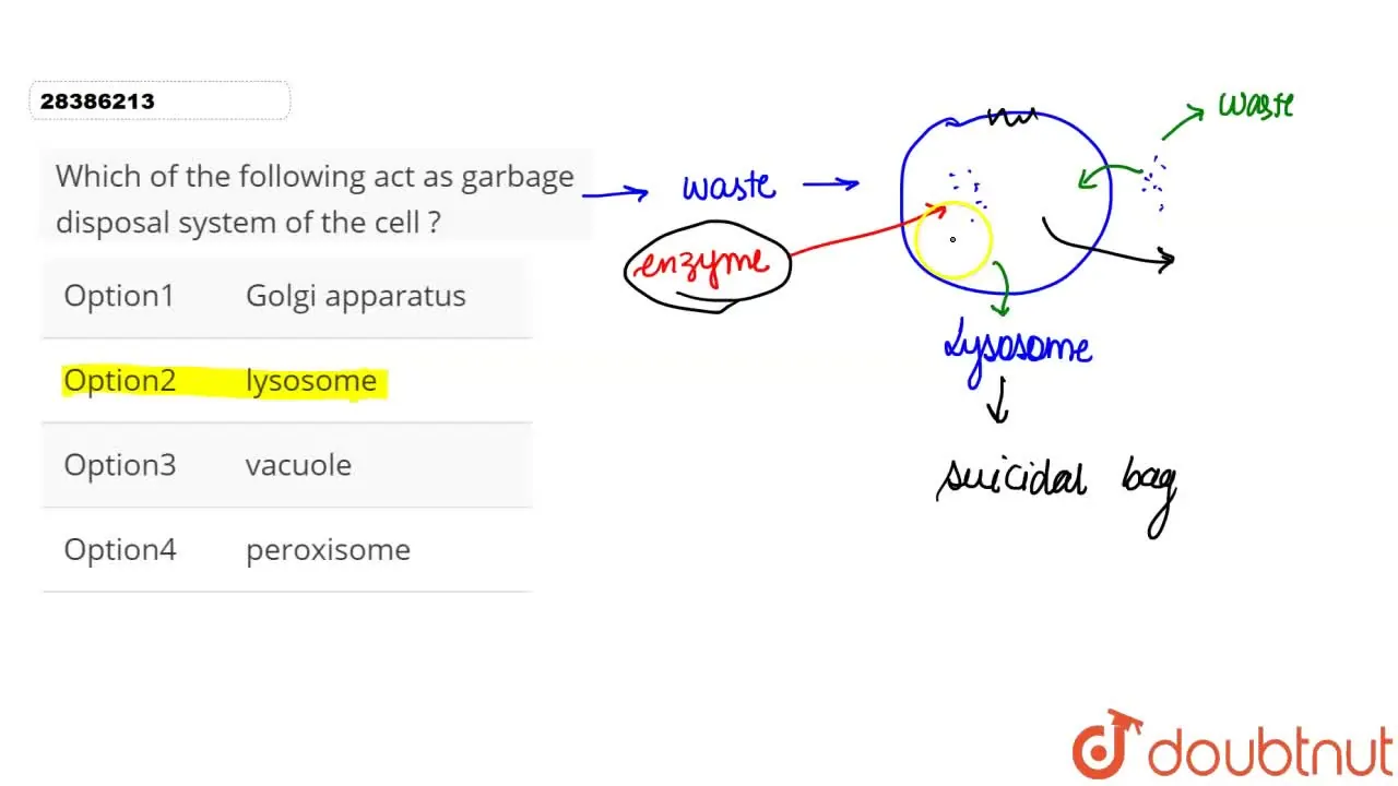 Which of the following act as garbage disposal system of the cell