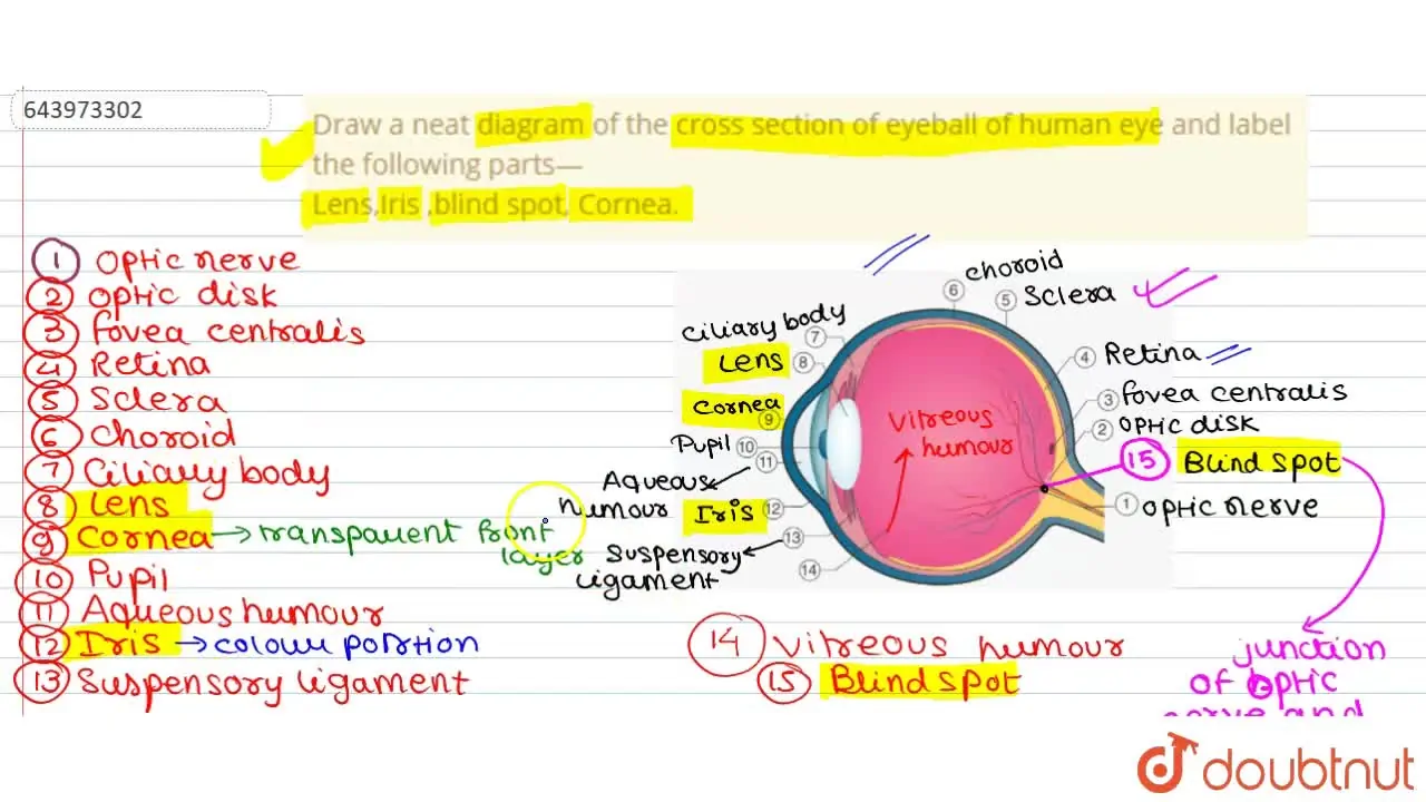 Draw A Labelled Diagram Of Human Eye Labelling The 640x336
