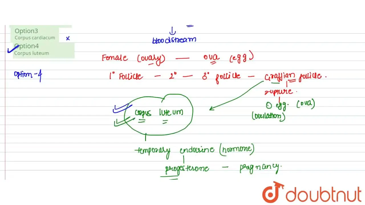 [Punjabi Solution] A temporary endocrine gland in the human body is