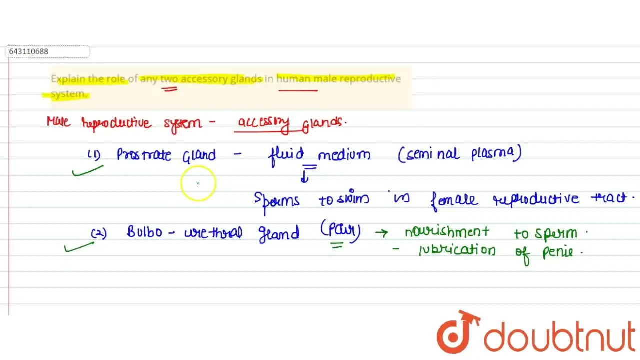 [Punjabi Solution] Explain the role of any two accessory glands in hum