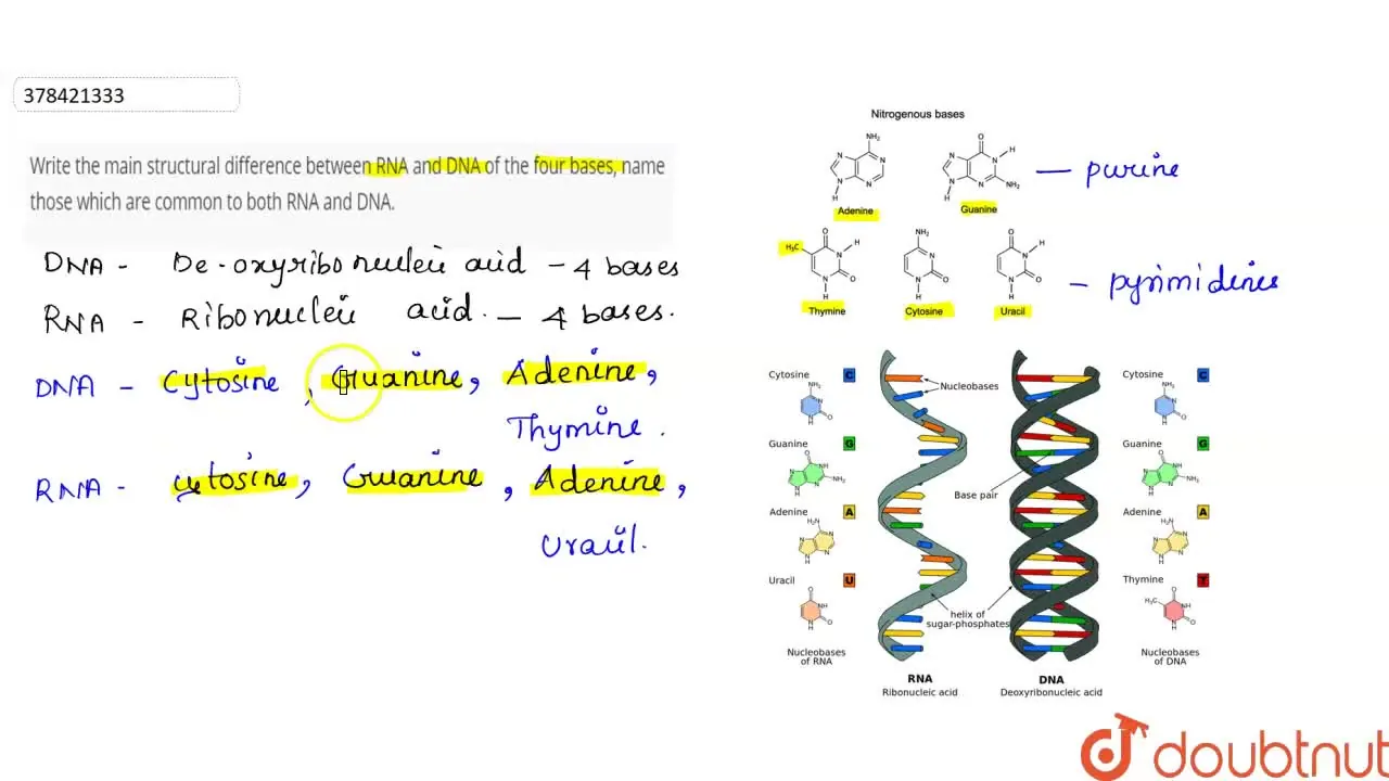 [Tamil] Write the main structural difference between RNA and DNA of th