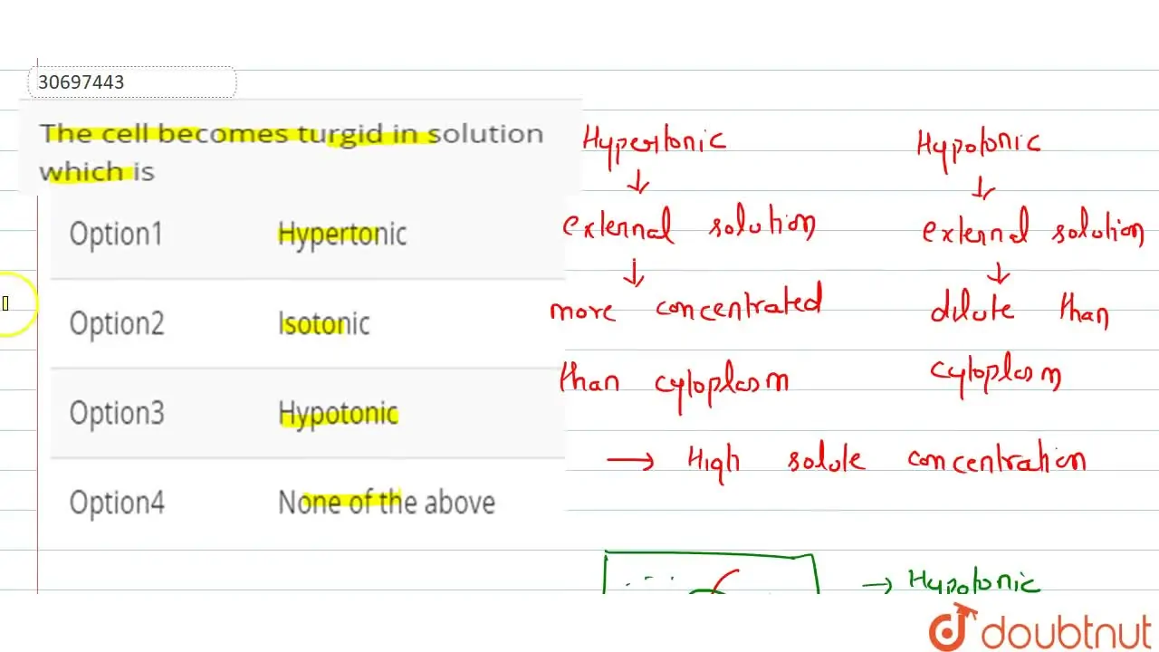 The cell becomes turgid in solution which is