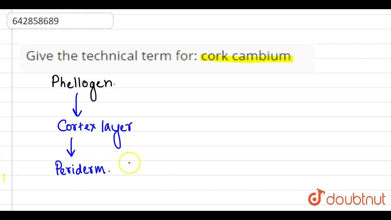 [Assamese Solution] Give the technical term for cork cambium