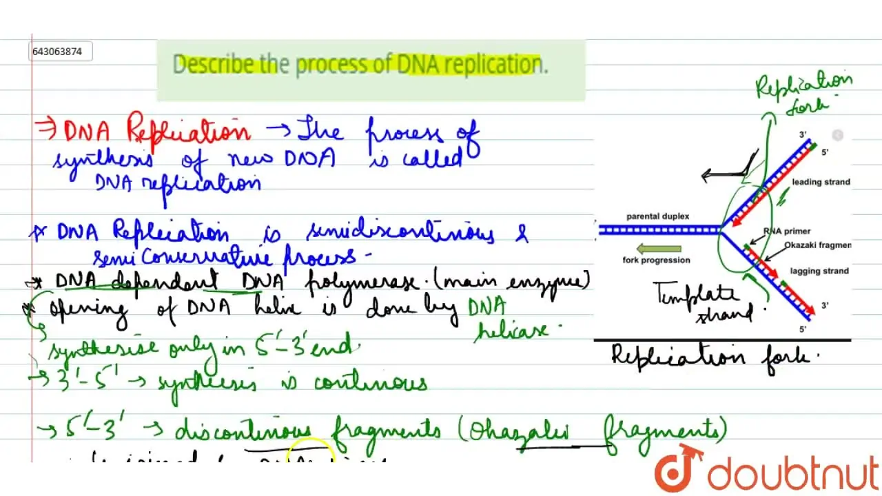 [Odia Solution] Describe The Process Of DNA Replication.