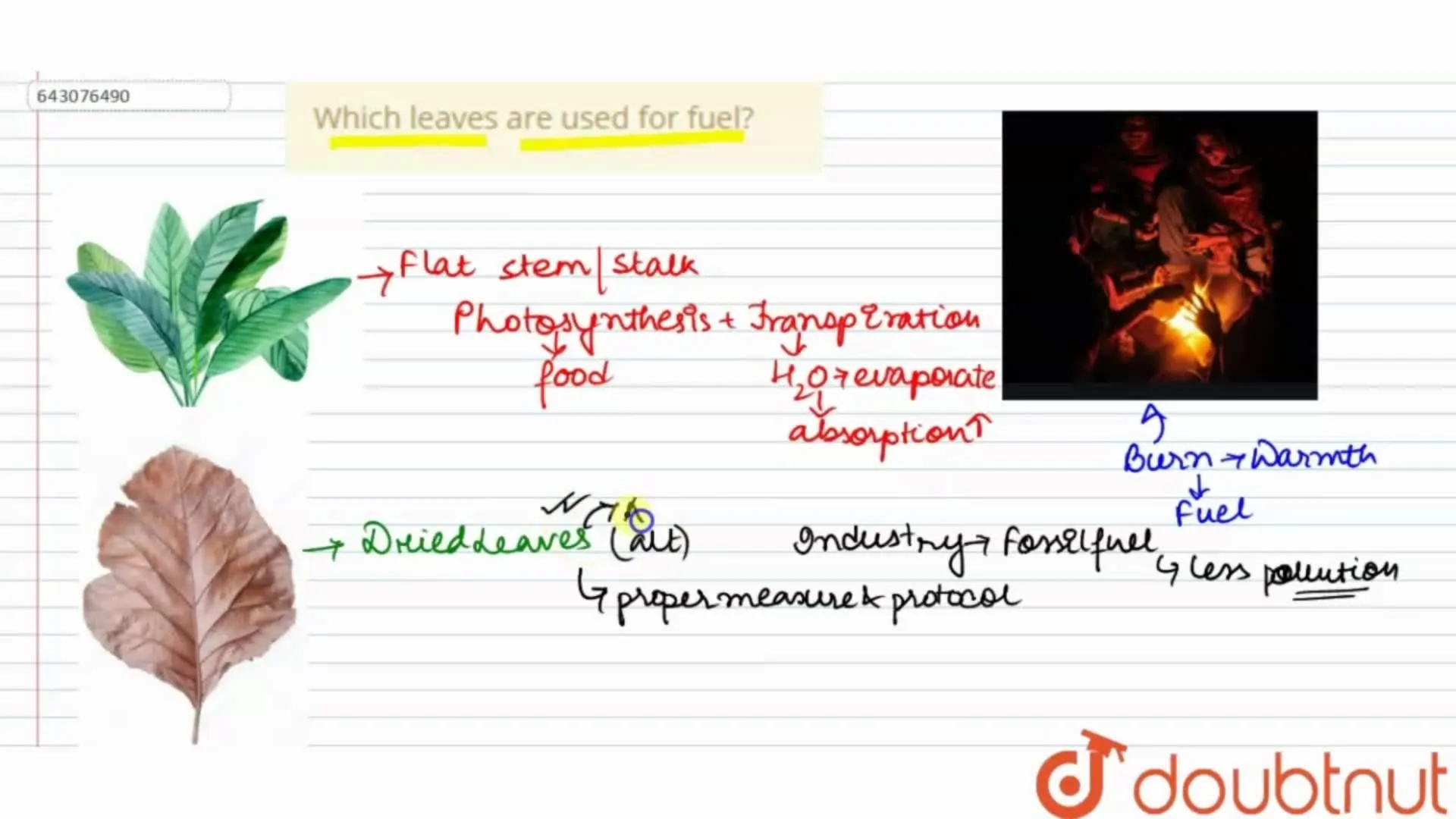 [Bengali Solution] Which leaves are used for fuel?