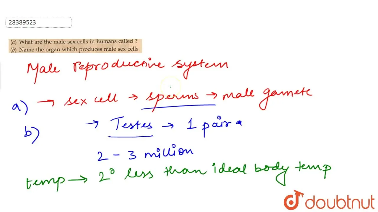 a) What are the male sex cells in humans called ? (b) Name the orga