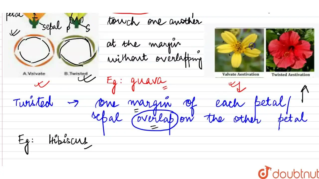 [Bengali Solution] Show the valvate and twisted aestivation with diagr