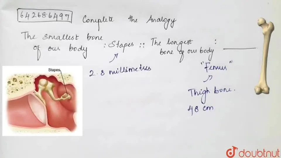 [Tamil Solution] Analogy The smallest bone of our body Stapes.The lo