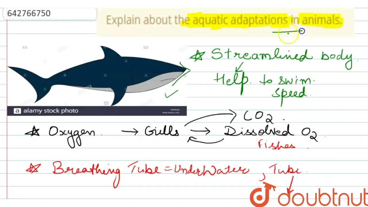 [Punjabi Solution] Explain about the aquatic adaptations in animals.