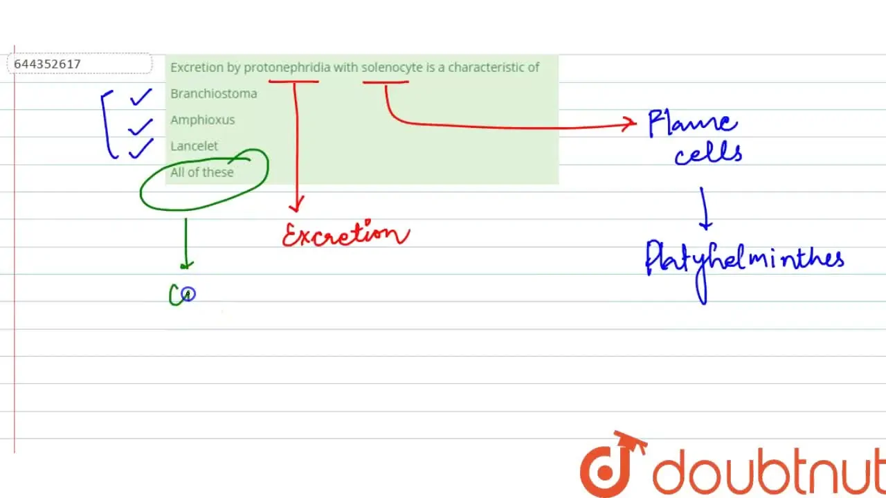 Excretion by protonephridia with solenocyte is a characteristic of