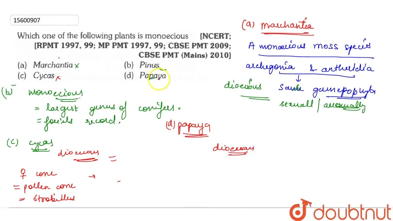 Which one of the following plants is monoecious