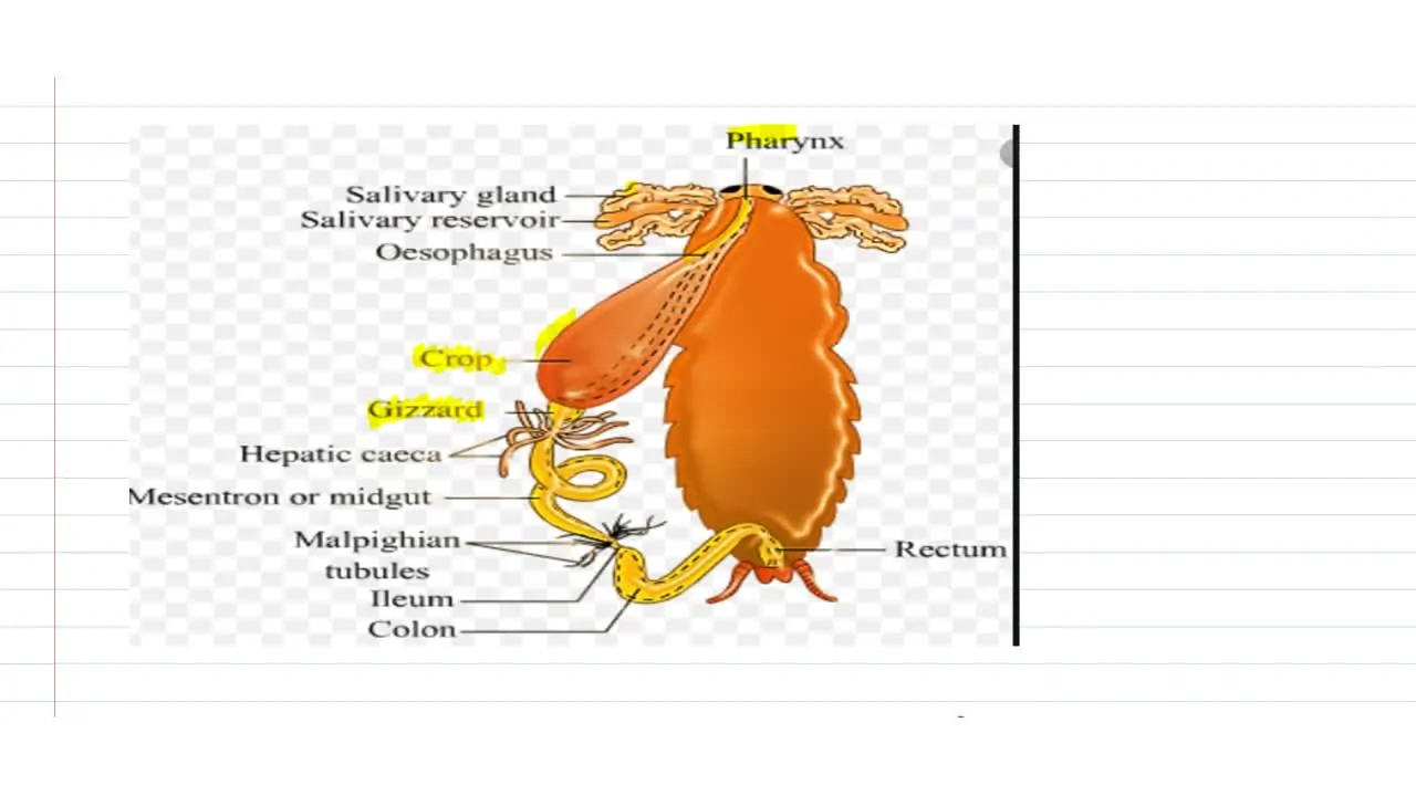 [Assamese Solution] Where is food stored temporarily in the alimentary