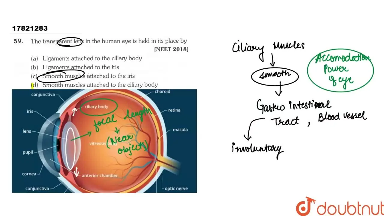 The transparent lens is the human eye is held in its place by