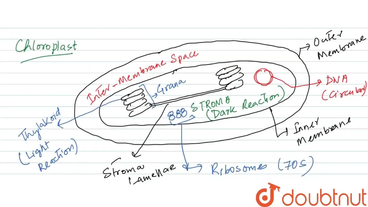 Assamese Solution Name Two Cell Organelles That Are Double Membrane 8687