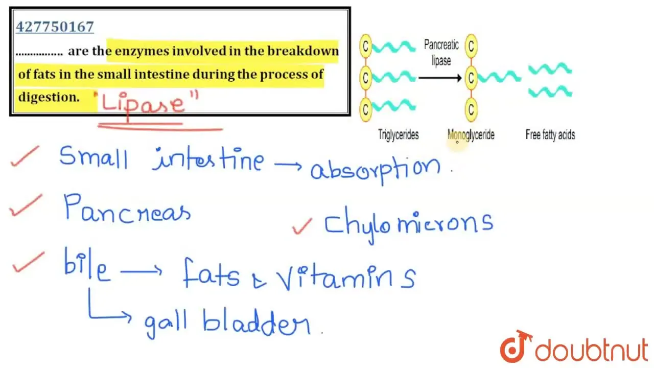 [Tamil Solution]............. are the enzymes involved in the brea