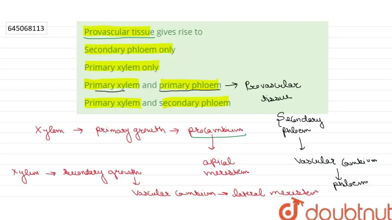 Provascular tissue gives rise to