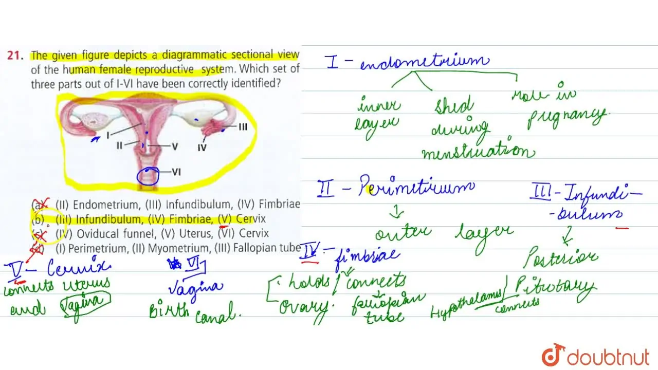 (IV) Oviducal funnel , (V) Uterus , (VI) Cervix