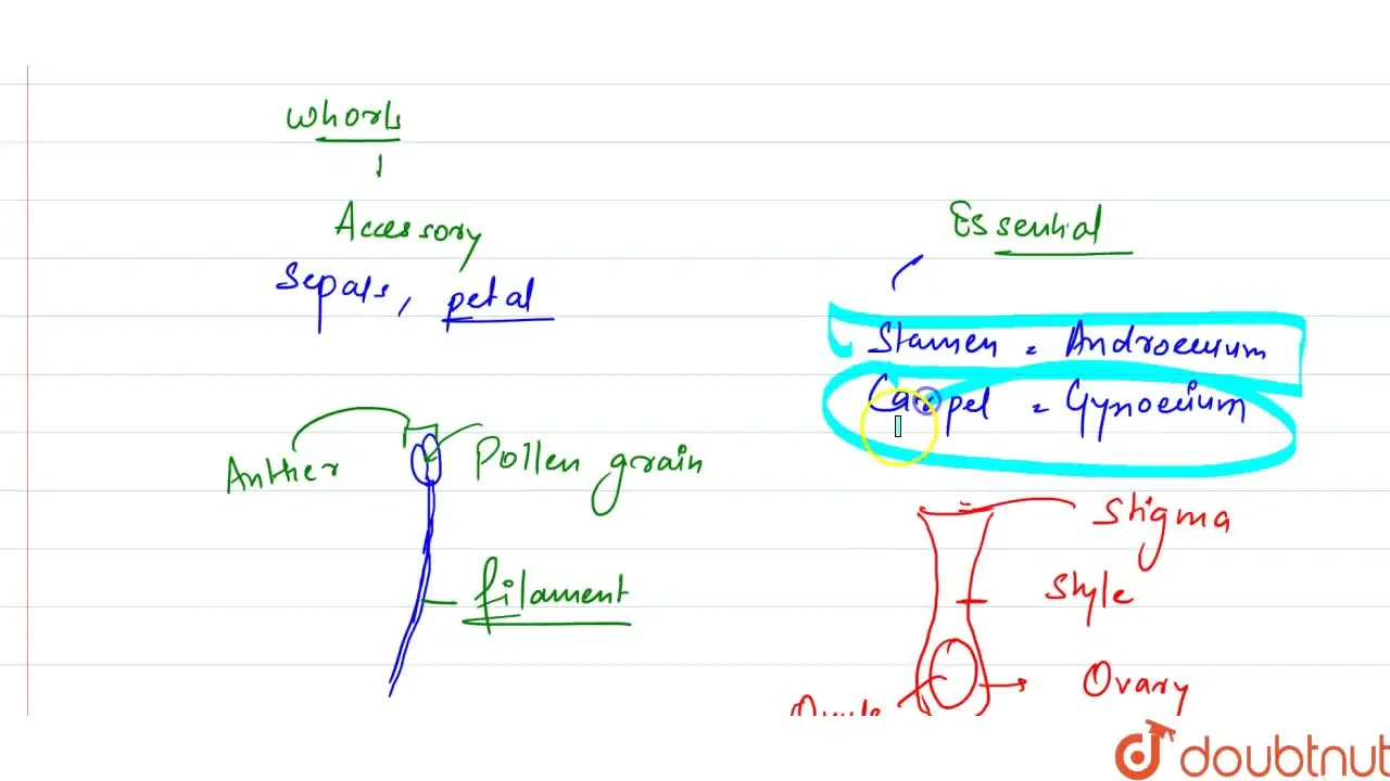 can-you-name-two-parts-in-a-flower-in-which-the-two-most-important-uni