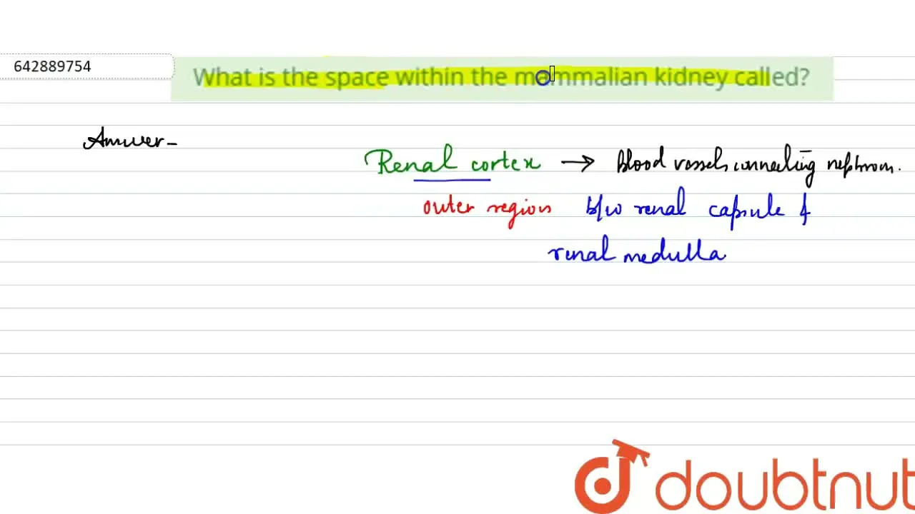 odia-solution-what-is-the-space-within-the-mammalian-kidney-called