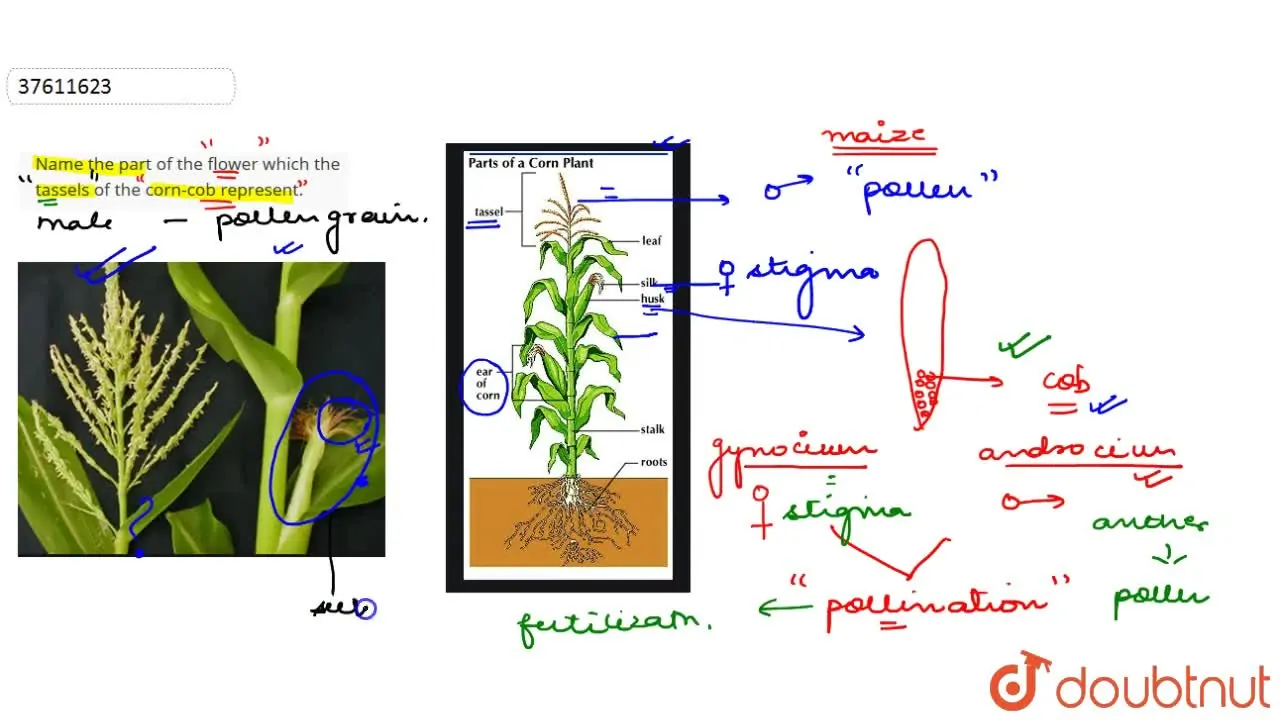 Name the part of the flower which the tassels of the corncob represen