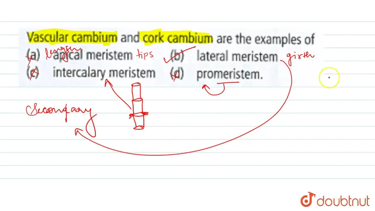 Vascular cambium and cork cambium are the examples of