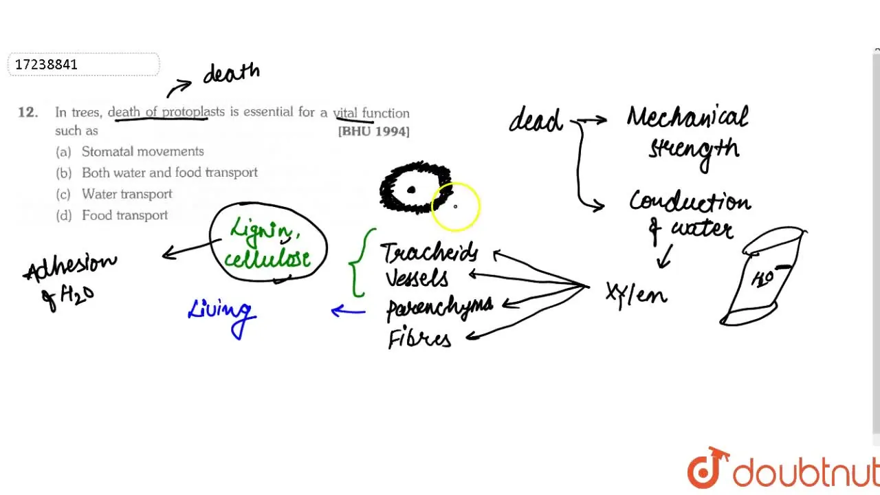 In trees, death of protoplasts is essential for a vital function such