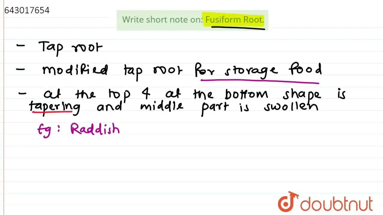 [Marathi Solution] Write short note on Fusiform Root.