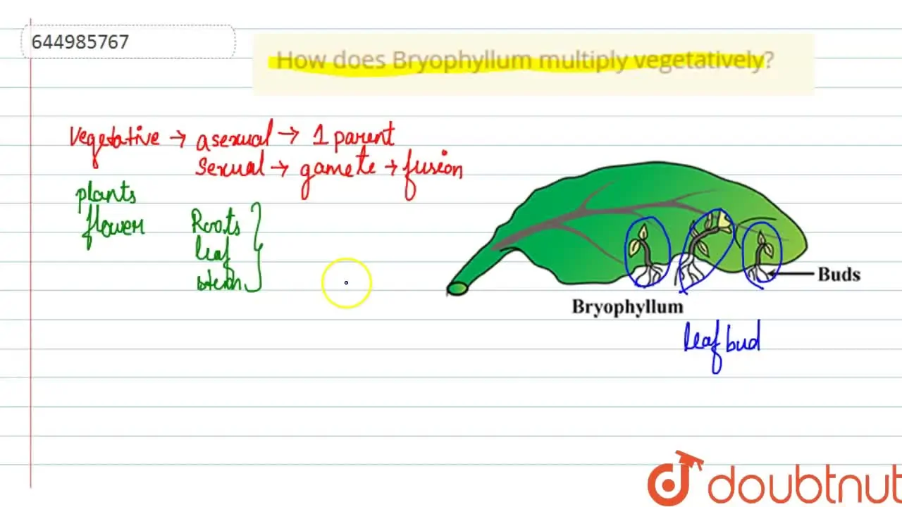 [Odia Solution] How does Bryophyllum multiply vegetatively?