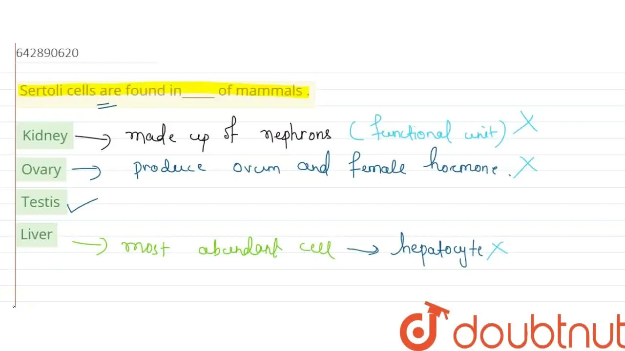 [Odia Solution] Sertoli cells are found in of mammals