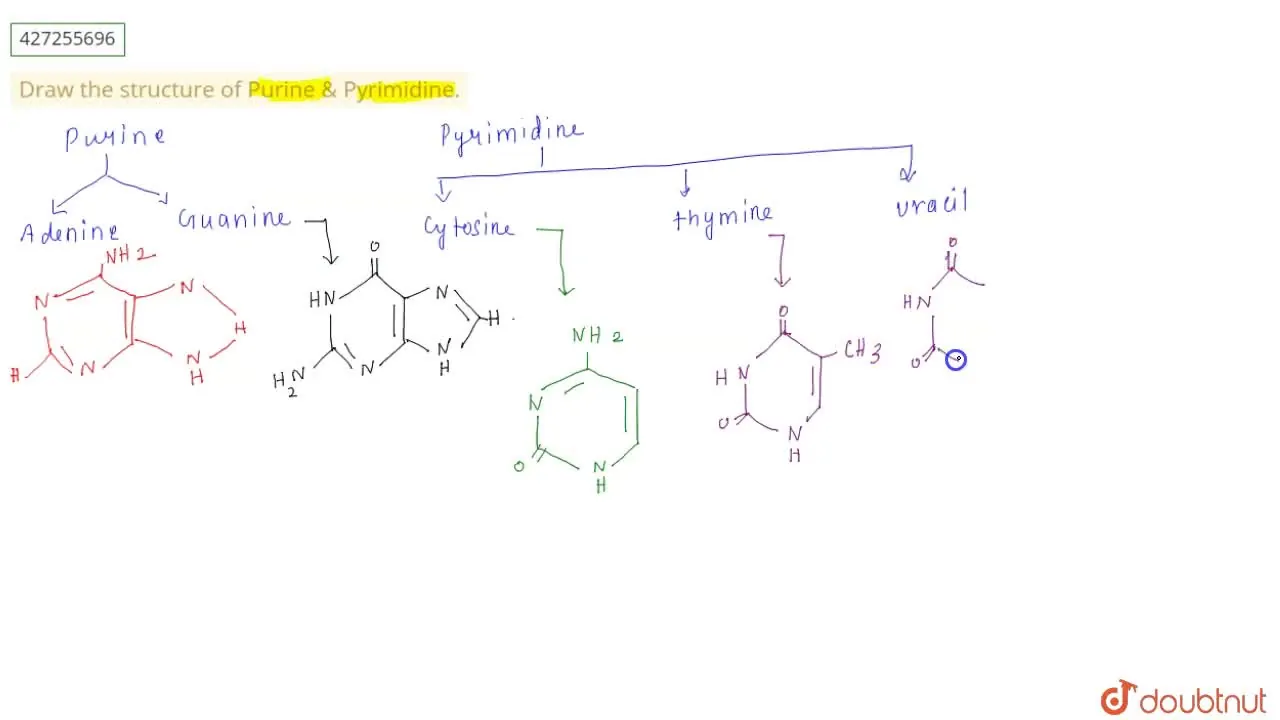 Purine biosynthesis: synthesis of IMP. Various atoms of the purine ring...  | Download Scientific Diagram