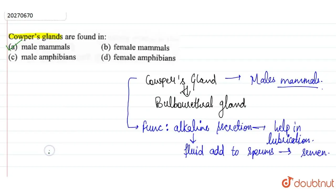 Cowper's glands are found in