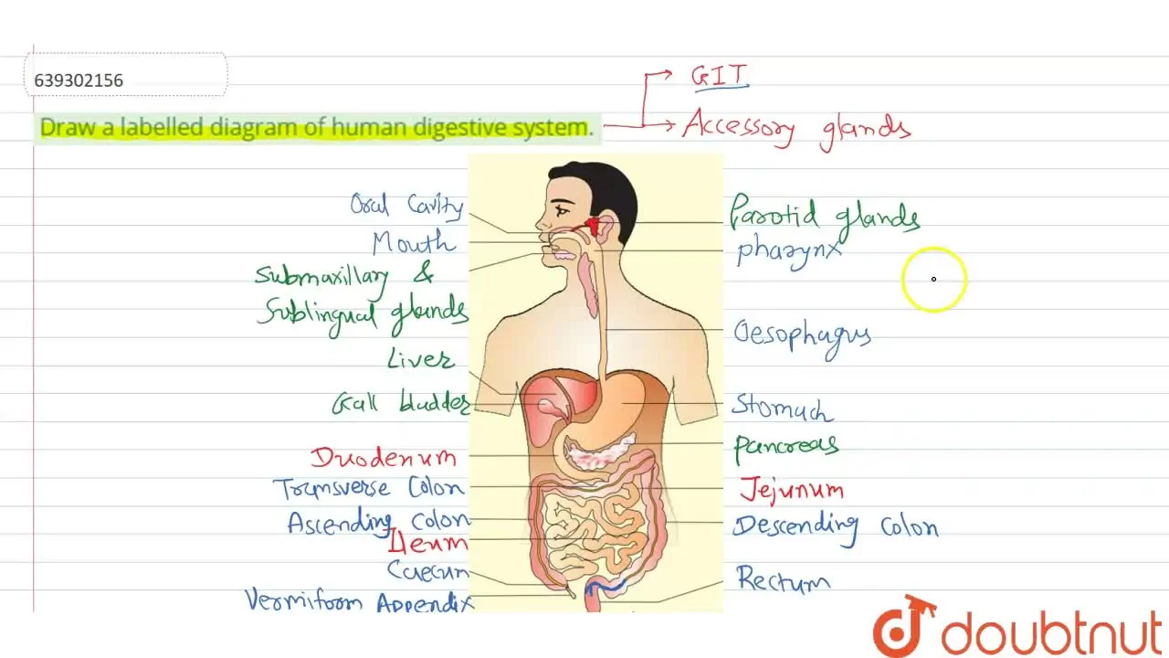 The Part Of Internal Human Digestive System Illustration Stock Vector |  Adobe Stock