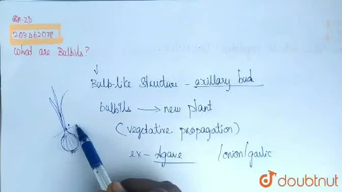 [Tamil Solution] What are bulbils