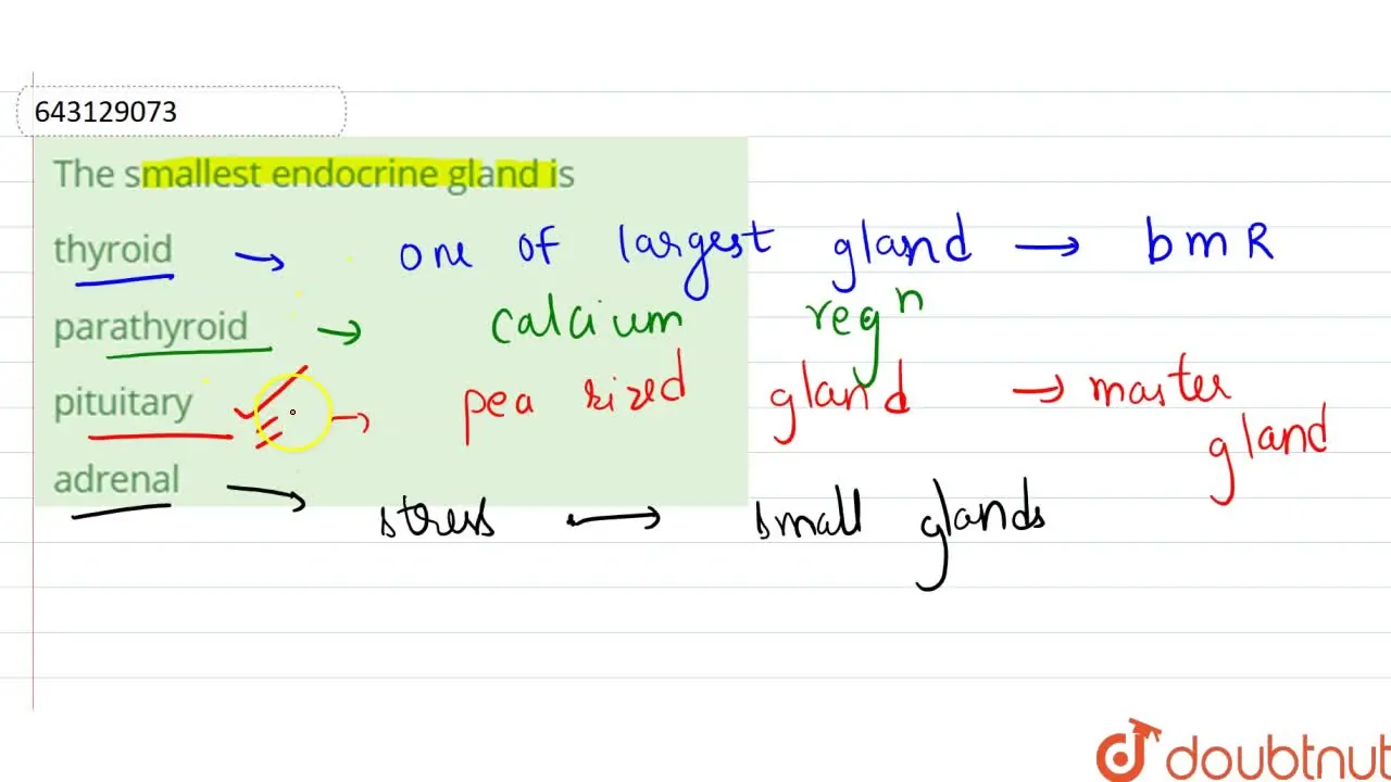 [Malayalam Solution] The smallest endocrine gland is