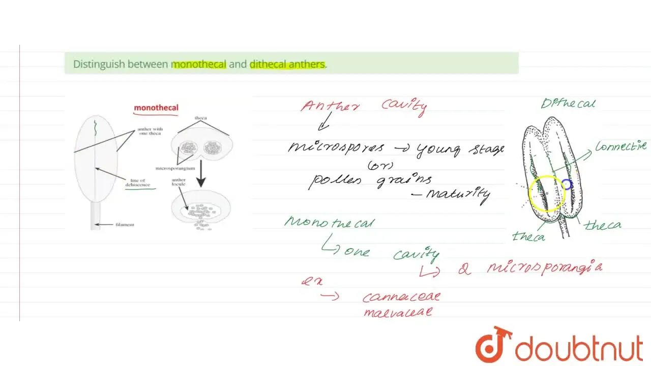 [Tamil Solution] Distinguish between monothecal and dithecal anthers.